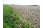 Property photo 21 - 172 Acres Offered in 3 Tracts - Prime Farmland